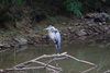 Birds in Washington, DC