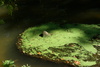 Pattern in Algae