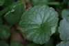 Pattern in Leaves