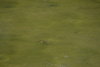 Snakes in Washington, DC<br/> A water snake. <br/>Probably the queen snake (Regina septemvittata).