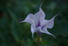 Wild Flowers in Washington, DC